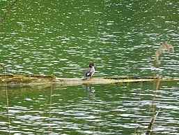 Seewasserfläche, in diese hinein ragt ein toter Holzstamm, darauf steht eine Schellente mit Blick in die Weite