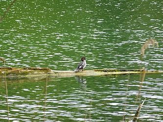 Seewasserfläche, in diese hinein ragt ein toter Holzstamm, darauf steht eine Schellente mit Blick in die Weite